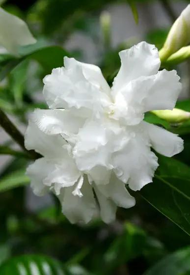 《百花集》(二百三十六) 《百花集》(二百三十六)