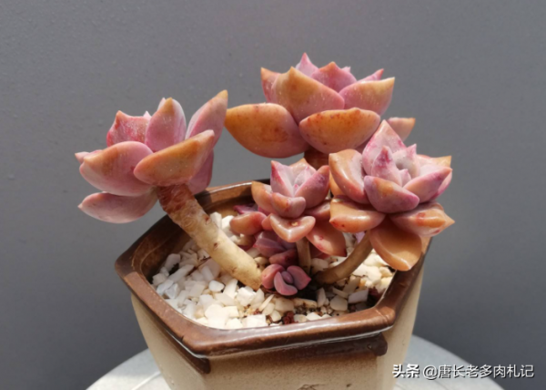 新手花100元如何買多肉？聽老肉友的話，能買很多容易上手的品種