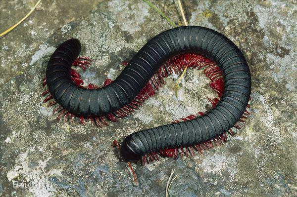 馬陸其實很漂亮