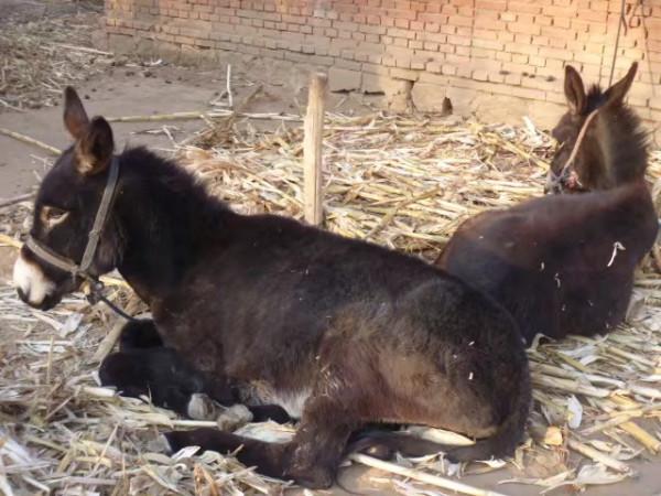 內蒙古的農村什麼樣?走,帶你看看 內蒙古的農村什麼樣?走,帶你看看