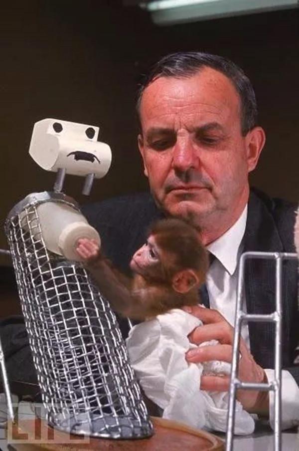 恆河猴實驗:以愛之名義,做殘忍虐心的實驗?使眾多幼兒重獲母愛 恆河猴實驗:以愛之名義,做殘忍虐心的實驗?使眾多幼兒重獲母愛