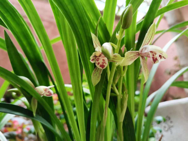 想要蘭花開爆盆，滿足三要點很重要，新手也能養得壯