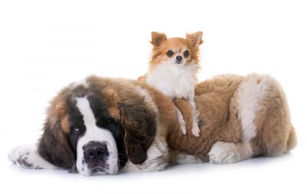 54000年前，狼DNA中的突變，是如今產生小型犬的關鍵