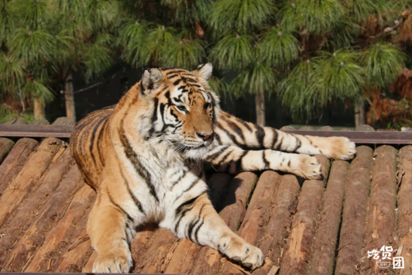春節嗨玩預警！雲南野生動物園&OpenCurlyDoubleQuote;萌虎&rdquo;陪你賀新年，2022虎虎生威