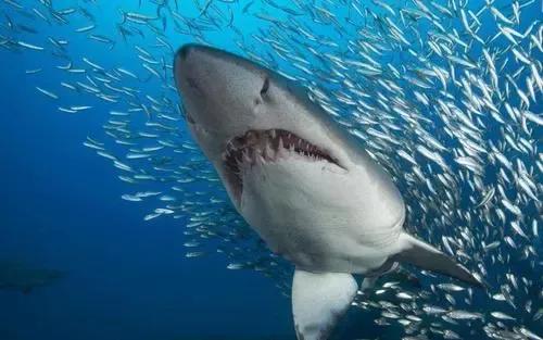 這種鯊魚看起來溫柔，卻吃人