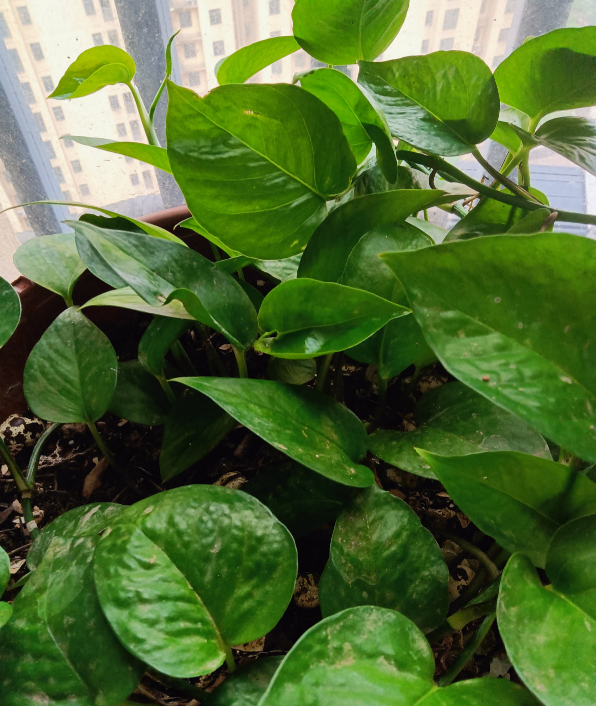 綠蘿都過時了,6種彩色葉子花,隨便一棵都美成油畫 綠蘿都過時了,6種彩色葉子花,隨便一棵都美成油畫