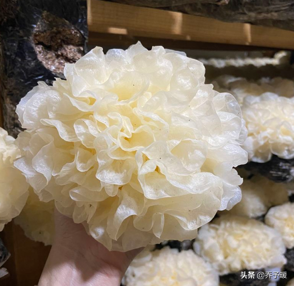新鮮銀耳真的更有營養？其實可能隱藏致命毒素