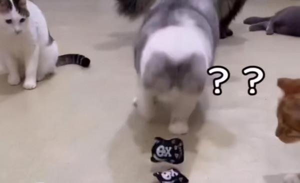 網紅貓被套臭屁彈致死,緊急情況時的“應激反應”,究竟是什麼? 網紅貓被套臭屁彈致死,緊急情況時的“應激反應”,究竟是什麼?