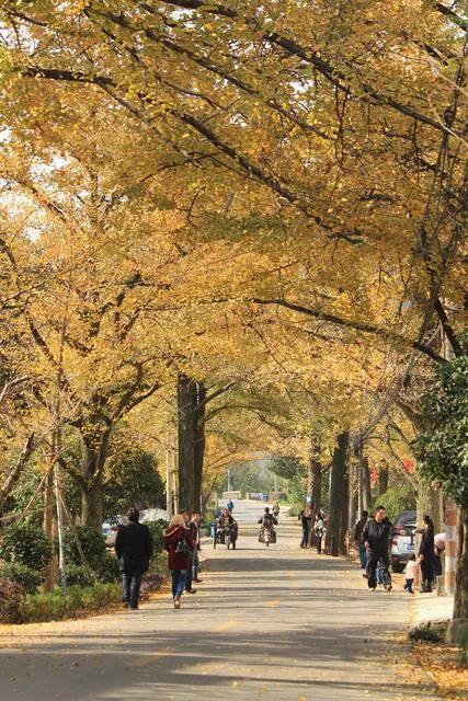 銀杏長廊,燦燦金黃 銀杏長廊,燦燦金黃