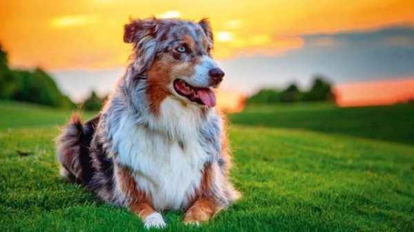 “村口大黃”到澳變身頂級殺手,吃袋鼠偷綿羊讓人頭疼,憑什麼? “村口大黃”到澳變身頂級殺手,吃袋鼠偷綿羊讓人頭疼,憑什麼?