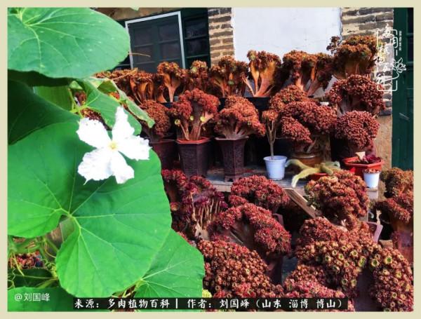 秋季多肉，你是王者歸來嗎？（附秋季養護知識）