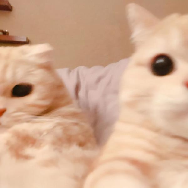 可愛搞怪動漫微信QQ情侶頭像