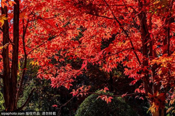 足足20家！北京最美秋色都在這裡了！不用人擠人！