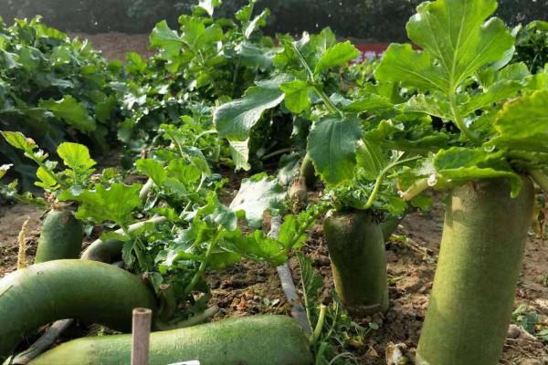 秋季種植蘿蔔問題多？農戶掌握3點，長勢好，不糠心