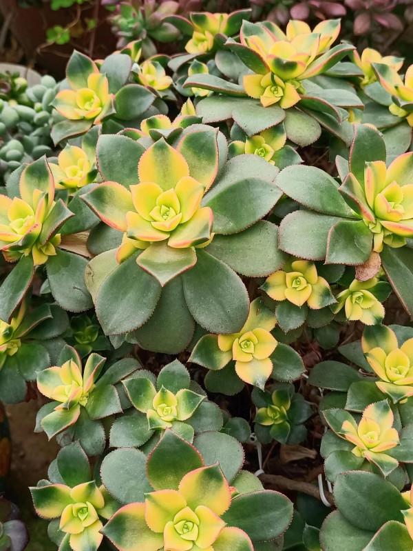 紅紅火火過年的肉肉