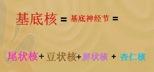 基底節的詳細解剖