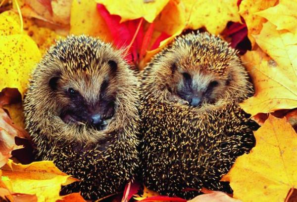 冬眠：一夢生死間？動物的終極生存奧義，冬眠和睡覺有何本質區別