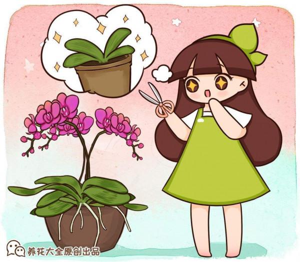 蝴蝶蘭長勢不旺?正確的澆水方法,你瞭解嗎? 蝴蝶蘭長勢不旺?正確的澆水方法,你瞭解嗎?