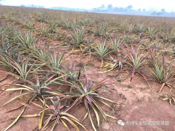 泰產本田彎梁（WAVE125）摩托車駕馭感受