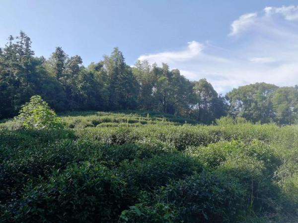 走走看看怡然自得