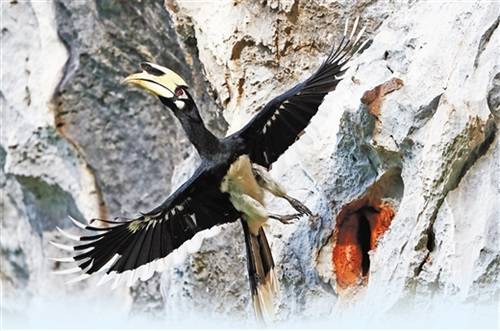 就在廣西崇左!我國首次記錄到冠斑犀鳥在崖壁上繁育 就在廣西崇左!我國首次記錄到冠斑犀鳥在崖壁上繁育