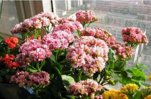 11月，陽臺就養這“3種花”，越冷花越“豔”，30天長成大花園