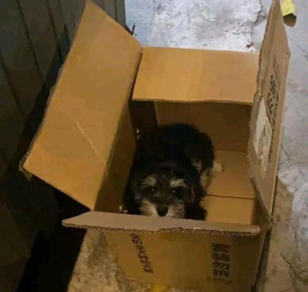 小狗在紙箱裡“哭泣”，女孩見它可憐出手，半年後，才發現撿到寶