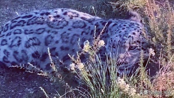 “雪山之王”首次現身內蒙古草原,牧民50年未見!專家:來自蒙古 “雪山之王”首次現身內蒙古草原,牧民50年未見!專家:來自蒙古