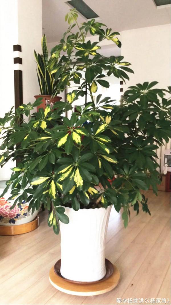 客廳養好樹，子孫一直富，8種樹養在家，鎮宅有安全感
