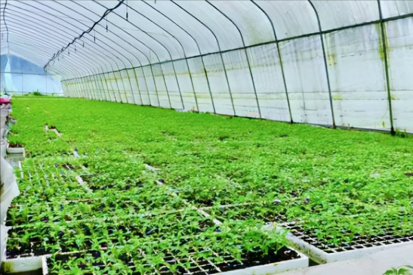 春季購買的辣椒苗和茄子苗是什麼時間育苗的?記住節令,不會有錯 春季購買的辣椒苗和茄子苗是什麼時間育苗的?記住節令,不會有錯