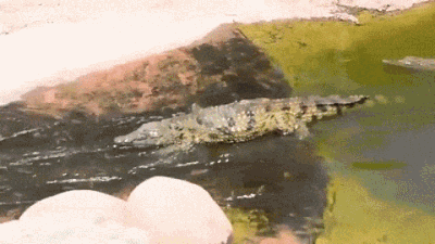 中國存在哪些全球獨有的大型動物?2006年12月13日中國白鰭豚滅絕 中國存在哪些全球獨有的大型動物?2006年12月13日中國白鰭豚滅絕