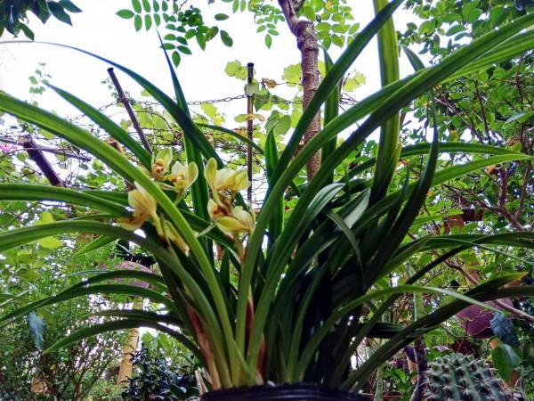 #陽臺小花園#又添新品種