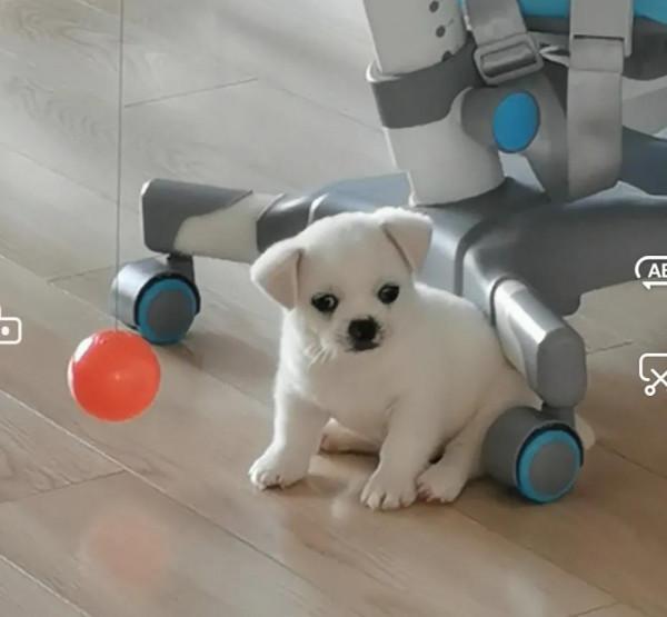 小狗飯糰兒,希望你開心 小狗飯糰兒,希望你開心