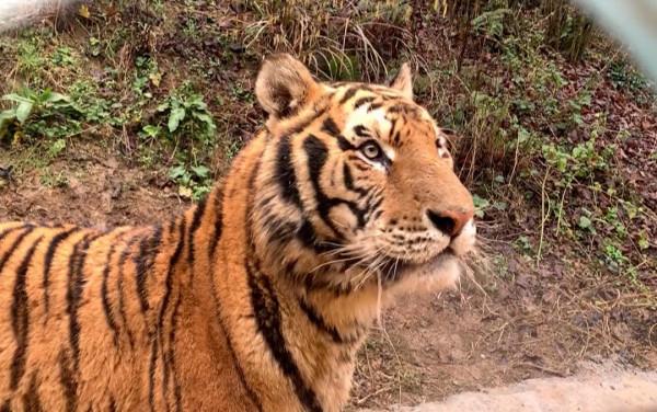 虎年到來福也到!記者近距離探班野生老虎,一起來沾沾“虎”氣 虎年到來福也到!記者近距離探班野生老虎,一起來沾沾“虎”氣