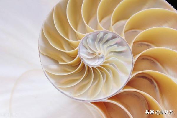 海螺也有國家保護?這幾種稀奇漂亮的海螺不能亂撿亂吃 海螺也有國家保護?這幾種稀奇漂亮的海螺不能亂撿亂吃