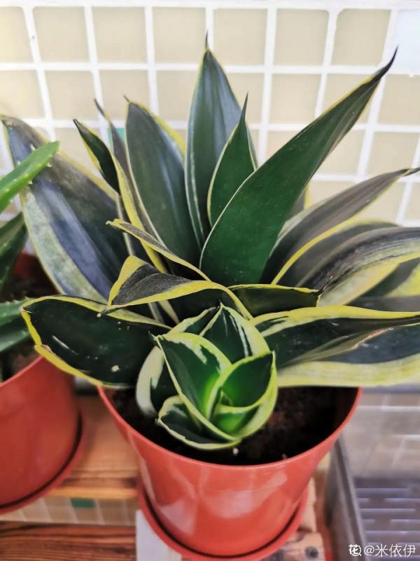 懶人養5種花，倆月不澆水也能活，長得還挺旺