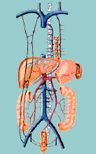 肝門靜脈的解剖與生理病理特點