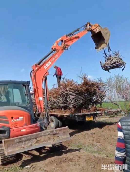 百味人生|桃園結“椅”!15年,他在地裡種出700把椅子!萊西果農這項絕活還拿下了國家專利 百味人生|桃園結“椅”!15年,他在地裡種出700把椅子!萊西果農這項絕活還拿下了國家專利