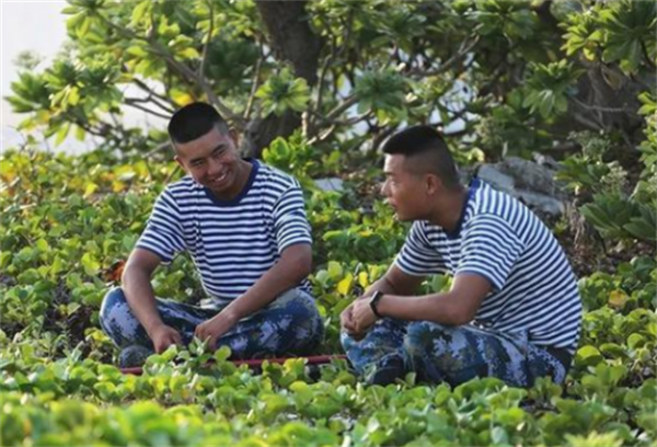 24年前在西沙中建島栽了一棵椰子樹，如今長成了啥樣？