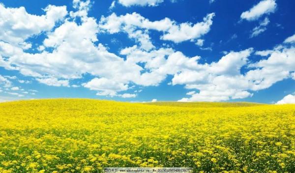 分享圖片，春天來了，滿山遍野的油菜花開了