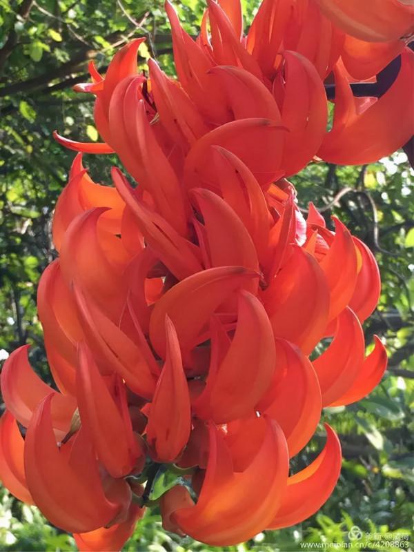 “吉祥花”紅玉藤,開花紅紅火火,還有旺財旺運好兆頭 “吉祥花”紅玉藤,開花紅紅火火,還有旺財旺運好兆頭