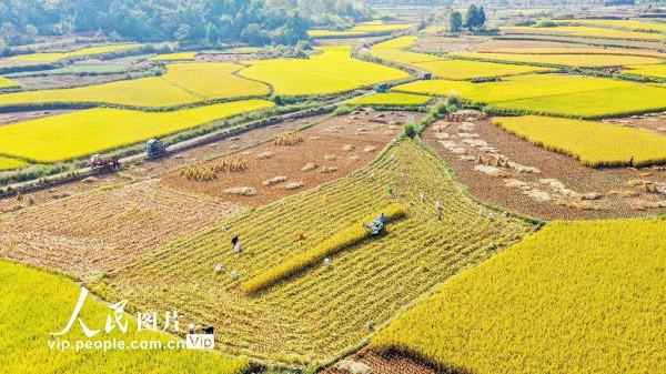 湖南新田：稻穀黃 秋收忙