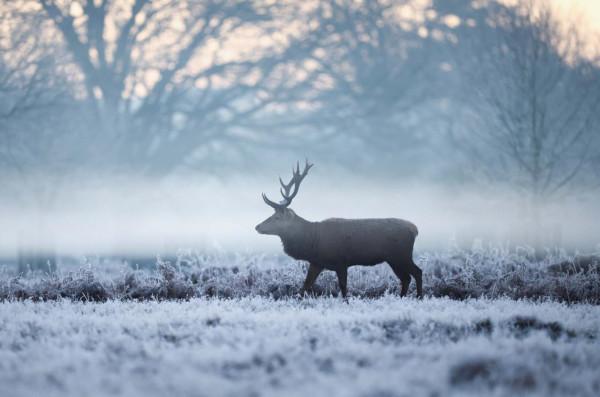 英國布什公園的清晨 鹿群迷霧中閒庭信步