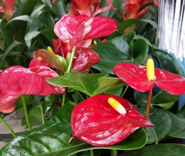 天生“怕曬”的7種花，曬太陽容易黃葉，放陰涼地反而綠油油的