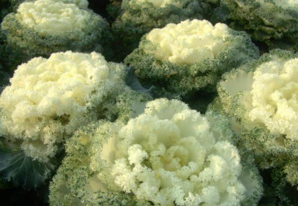 觀賞型羽衣甘藍，如何水培？