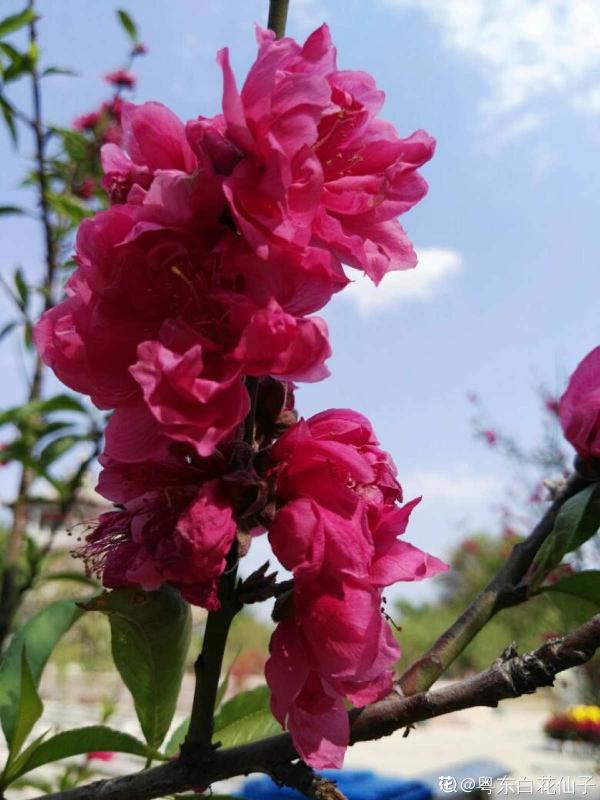 老教師愛養的7種花,書香氣飄滿屋,文化底蘊十足 老教師愛養的7種花,書香氣飄滿屋,文化底蘊十足