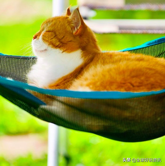 民間貴妃橘～貓（Russia 喵）