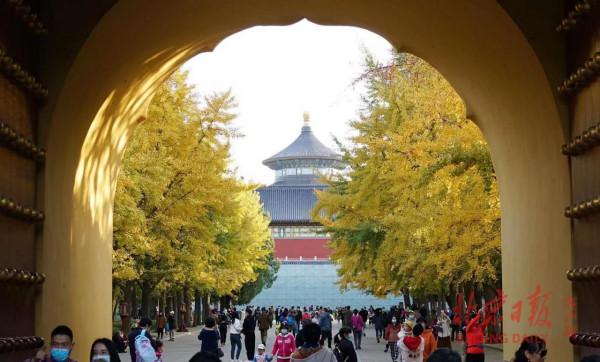 一把銀杏葉，一片金秋黃