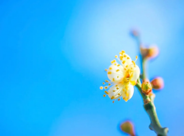 又是一年賞花季