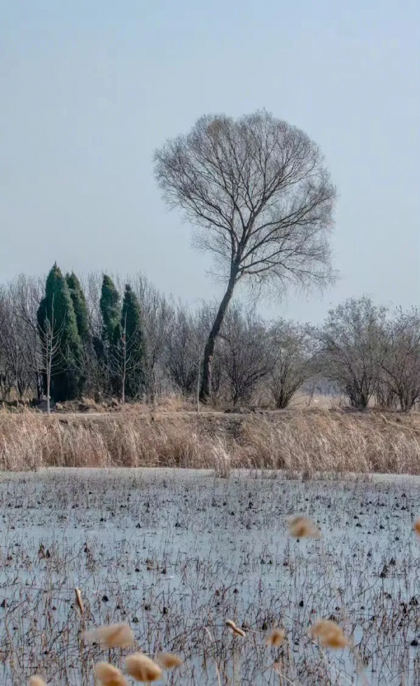 再不去看就晚了！山東6個小眾又絕美的賞蘆勝地，濃縮了整個冬日的浪漫！